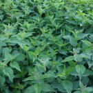 Lemon Basil Seeds Ocimum Americanum B102