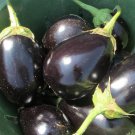 Black Beauty Eggplant 200 Seeds 1 Gram Buy 2 Get 1 Free B35