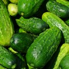 Garden Sweet Burpless Cucumber Seeds Cucumis Sativus B48