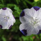 Five Spot Wildflower Seeds Nemophila Maculata B87