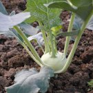 White Vienna Kohlrabi Seeds 200 Seeds 1/2 Gram B135