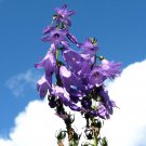 Lobelia Great Blue Wildflower Seeds Lobelia Siphilitica B215