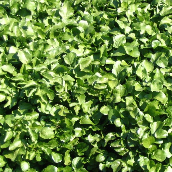 Peppercress Seeds Lepidium Sativum B253