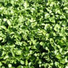 Peppercress Seeds Lepidium Sativum B253