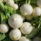 White Egg Turnip Seeds Brassica Rapa B127
