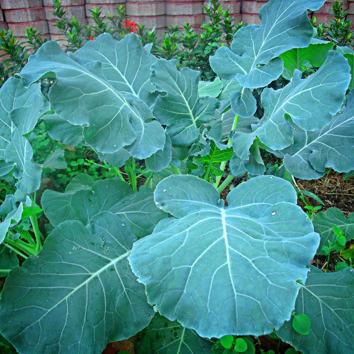 Georgia Southern Collards 200 Seeds 1/2 Gram B29