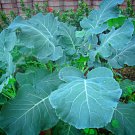 Georgia Southern Collards 200 Seeds 1/2 Gram B29