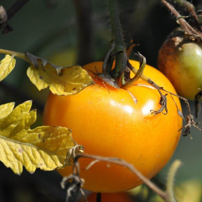 Sunray Tomato Seeds Solanum Lycopersicum B219
