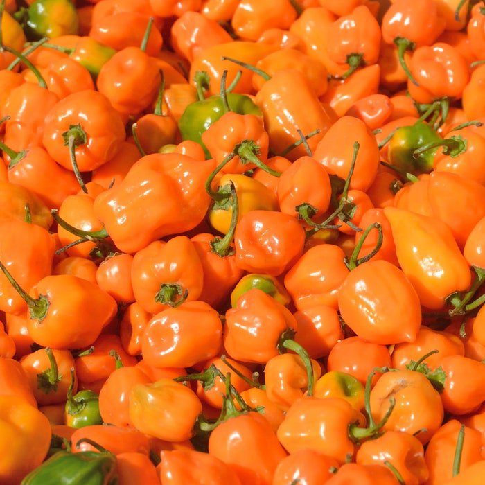 Orange Habanero Pepper Seeds Capsicum Chinense B68