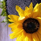 Black Oil Sunflower 30 Seeds 2 Grams C6