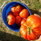 German Johnson Tomato Seeds Solanum Lycopersicum B6