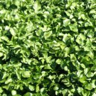 Peppercress 200 Seeds 1/2 Gram B253