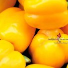 Golden California Wonder Bell Pepper Seeds Capsicum Annuum B259