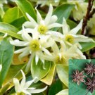 Illicium Verum 20 Seeds Fragrant Chinese Star Anise Shrub Tree Badian Spice