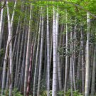 Phyllostachys Edulis 20 Seeds Edible Giant Timber Moso Bamboo