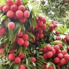 Litchi Chinensis 5 Seeds Fragrant Chinese Strawberry Lychee Fruit Tree