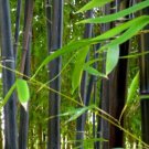 Phyllostachys Nigra 20 Seeds Cold Hardy Black Running Bamboo