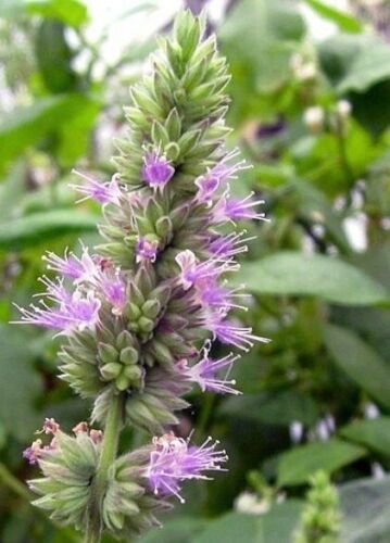 Pogostemon Cablin .5 Gram Seeds Fragrant Patchouli Perennial Herb Garden Plant