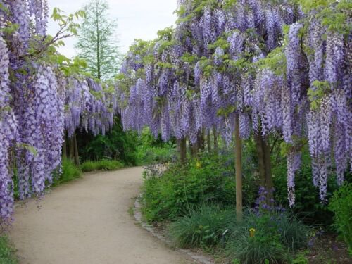 Wisteria Sinensis 6 Seeds Fragrant Hardy Chinese Climber Vine Bonsai Tree