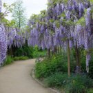 Wisteria Sinensis 6 Seeds Fragrant Hardy Chinese Climber Vine Bonsai Tree