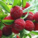Myrica Rubra 8 Seeds Chinese Strawberry Edible Fruit Tree Japanese Bayberry