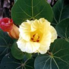 Thespesia Populnea 15 Seeds Indian Tulip Portia Tree Flowering Pacific Rosewood