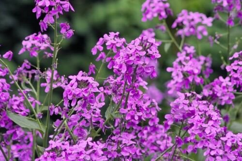 Hesperis Matronalis 300 Seeds Fragrant Purple Dames Rocket Flowers