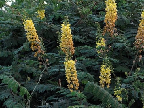 Caesalpinia Decapetala 10 Seeds Biancaea Shrub Mysore Thorn Cat's Claw