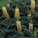 Caesalpinia Decapetala 10 Seeds Biancaea Shrub Mysore Thorn Cat's Claw