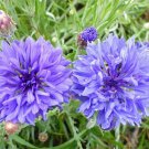 Centaurea Cyanus 250 Seeds Blue Cornflower Annual Wildflowers