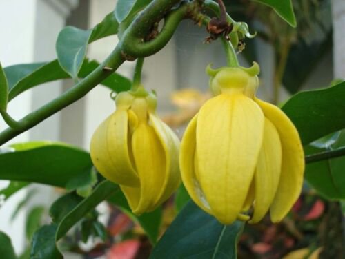 Artabotrys Hexapetalus 5 seeds Fragrant Ylang Ylang Vine Manorangini