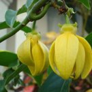 Artabotrys Hexapetalus 5 seeds Fragrant Ylang Ylang Vine Manorangini