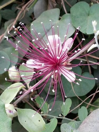 Capparis Zeylanica 10 Seeds Edible Indian Ceylon Caper Climbing Shrub
