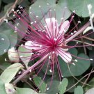 Capparis Zeylanica 10 Seeds Edible Indian Ceylon Caper Climbing Shrub
