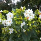 Nyctanthes Arbor Tristis 10 Seeds Fragrant Night Jasmine Shrub or Small Tree