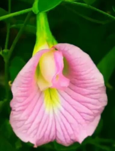 Clitoria Ternatea Pink 10 Seeds Butterfly Pea Garden Vine Asian Pigeonwings