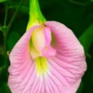 Clitoria Ternatea Pink 10 Seeds Butterfly Pea Garden Vine Asian Pigeonwings