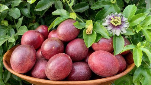 Passiflora Edulis 10 Seeds Purple Edible Passion Fruit Vine Flowering Climber