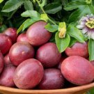 Passiflora Edulis 10 Seeds Purple Edible Passion Fruit Vine Flowering Climber