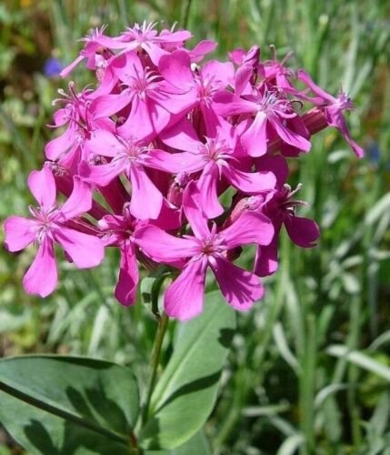 Silene Armeria 1000 Seeds Garden Catchfly Flowers None So Pretty