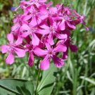 Silene Armeria 1000 Seeds Garden Catchfly Flowers None So Pretty