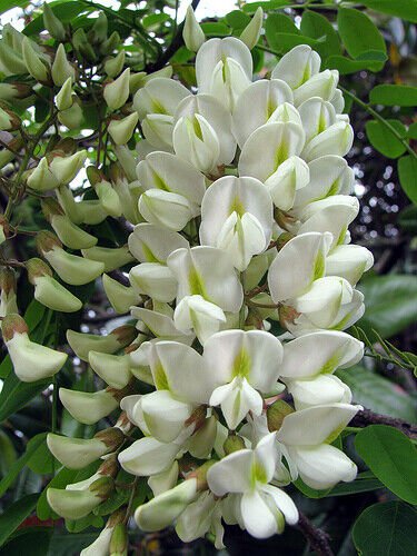 Robinia Pseudoacacia Tree 1000 Seeds Fragrant Cold Hardy Black Locust