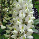 Robinia Pseudoacacia Tree 1000 Seeds Fragrant Cold Hardy Black Locust