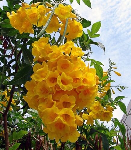 Tecoma Stans Yellow Elder Trumpet Shrub Bush Small Tree 1500 Bulk Seeds