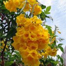 Tecoma Stans Yellow Elder Trumpet Shrub Bush Small Tree 1500 Bulk Seeds