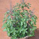 Ocimum Sanctum 250 Seeds Tulsi Holy Basil Culinary Therapeutic Herb