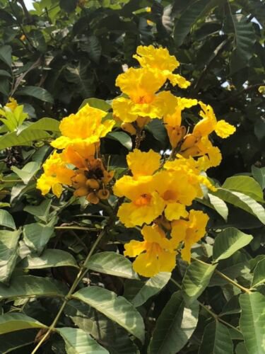 Markhamia Lutea 500 Seeds Nile Tulip Trumpet or Siala Shrub or Small Tree