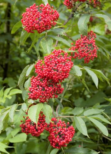 Sambucus Racemosa Seeds Red Elder Elderberry Cold Resistant Perennial