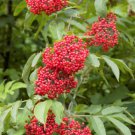 Sambucus Racemosa Seeds Red Elder Elderberry Cold Resistant Perennial