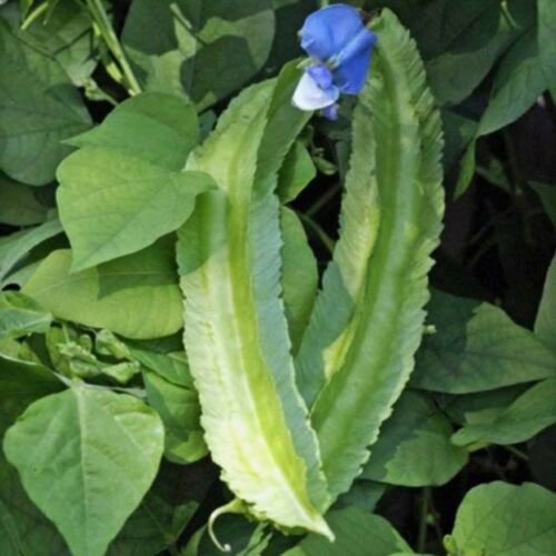 Psophocarpus Tetragonolobus Seeds Vegetable Goa Dragon Bean Nitrogen Fixing Vine